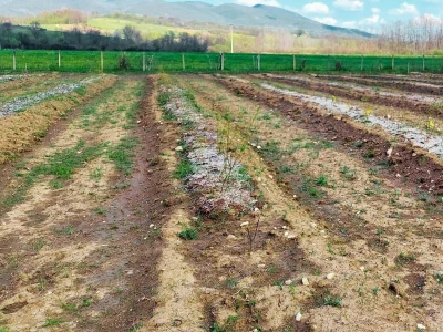 Ne ostavljati cvjetove na mladim borovnicama