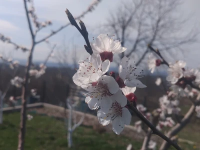 Cvjetanje voća