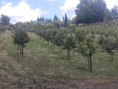 Nema odmora kod Topića