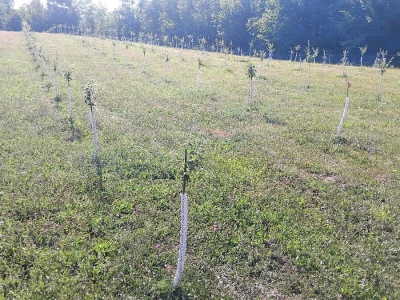 Nema odmora kod Topića