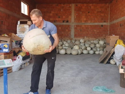 Nenad je šampion u uzgajanju bundeva