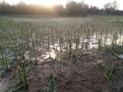 Nevrijeme i grad u šumadijskim selima ostavilo pustoš