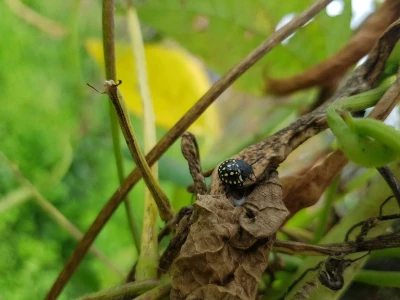 Nezara viridula