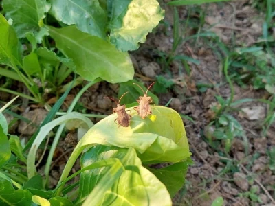 Nezara viridula