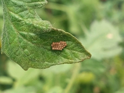Nezara viridula