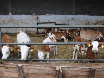 Nezaustavljiv rast Farme Euro, uskoro vrata otvara i sirana