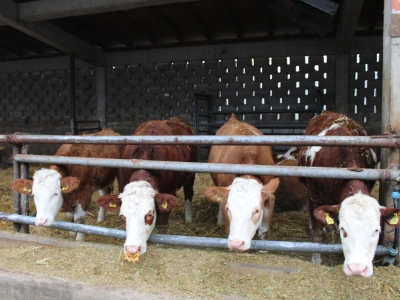 Nezaustavljiv rast Farme Euro, uskoro vrata otvara i sirana