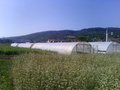 Nihad i Semina Gurbeta se već 15 godina bave plasteničkom proizvodnjom