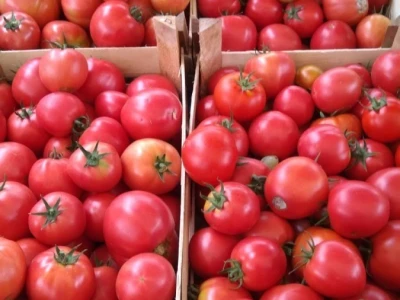 Nihad i Semina Gurbeta se već 15 godina bave plasteničkom proizvodnjom