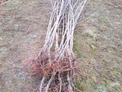 Novi zasad šljiva kod Rogatice