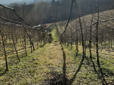 Novi zasadi