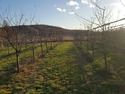 Novi zasadi