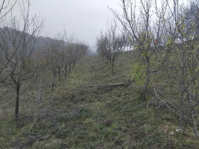 Novica Stojanović