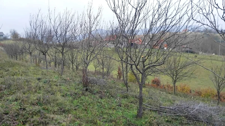 Novicin zasad &scaron;ljive