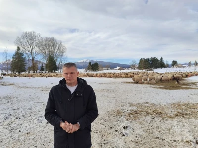 Obitelj Romić iz Kupresa najveći proizvođači ovčijeg mlijeka u BiH