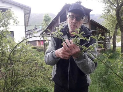 Omer Begović: Manimo se egzotike, uzgajajmo voće našeg podneblja