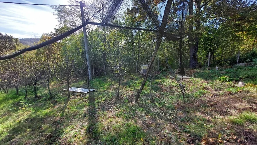 stabla voćaka sa opalim li&scaron;ćem