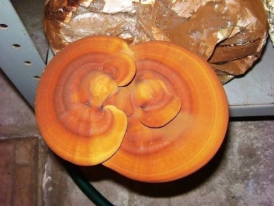 OPG Istra Mushrooms