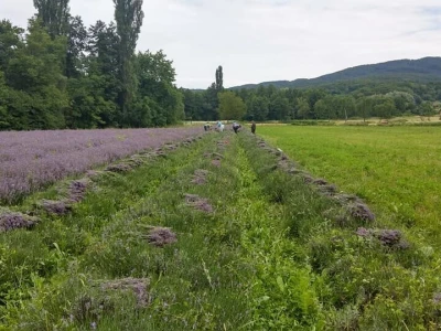 Opojni miris lavande iz Daruvara širi se Banjalukom