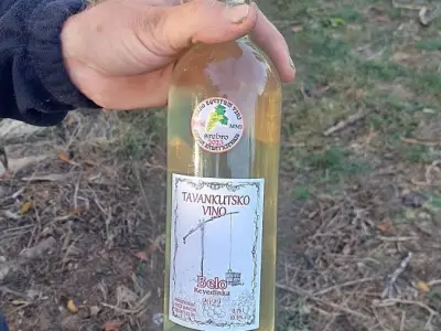 Organski vinograd u Tavankutu