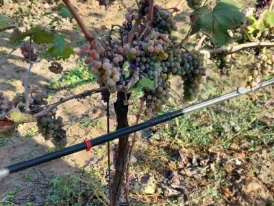 Organski vinograd u Tavankutu