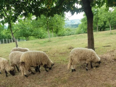 Ovce, konji i krave drže šljivik pod kontrolom