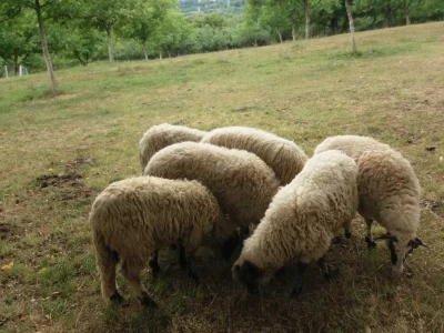 Ovce, konji i krave drže šljivik pod kontrolom