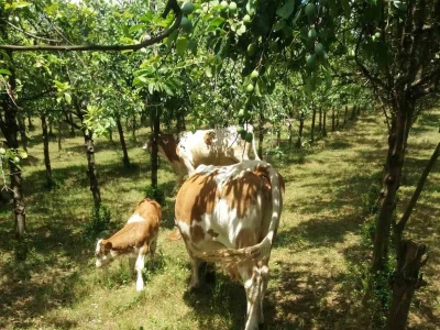 Ovce, konji i krave drže šljivik pod kontrolom