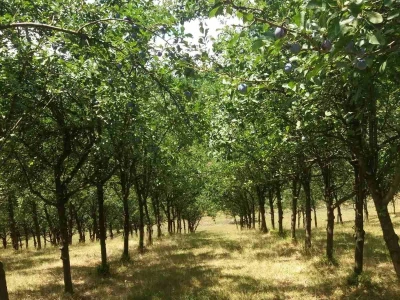 Ovce, konji i krave drže šljivik pod kontrolom