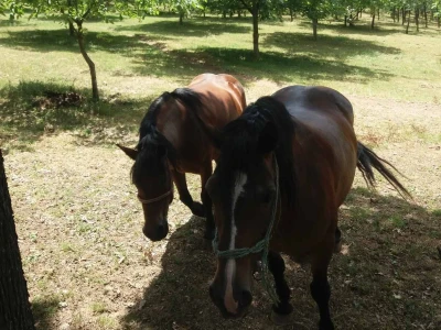 Ovce, konji i krave drže šljivik pod kontrolom