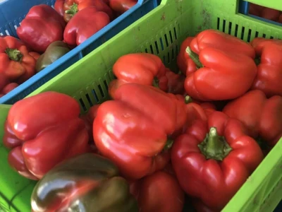 paprika