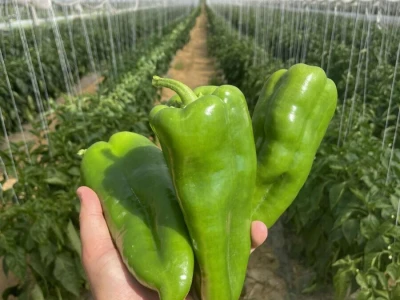 paprika