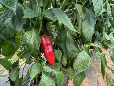 paprika