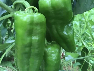 paprika