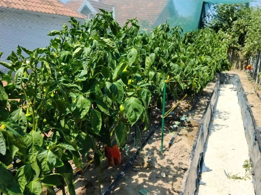 usev paprike
