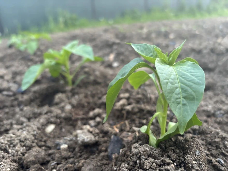 mlada paprika