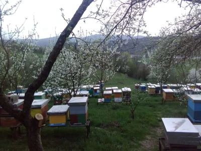 Pčelar Haris Redžić