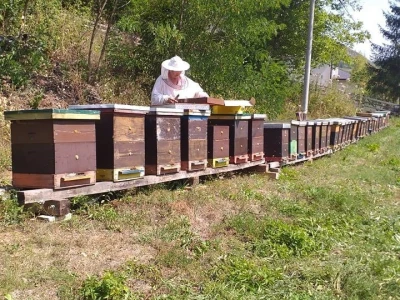Pčelarenje i ljekovito bilje
