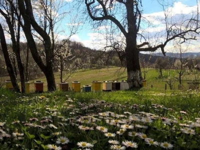 Pčelari se plaše da ih vrijeme i ove godine ne prevari