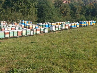 Pčelinjak Senada Hodžića