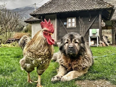 Pet savjeta za ruralnu fotografiju koja priča priču