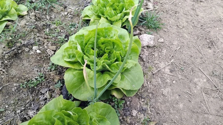 plamenjača luka