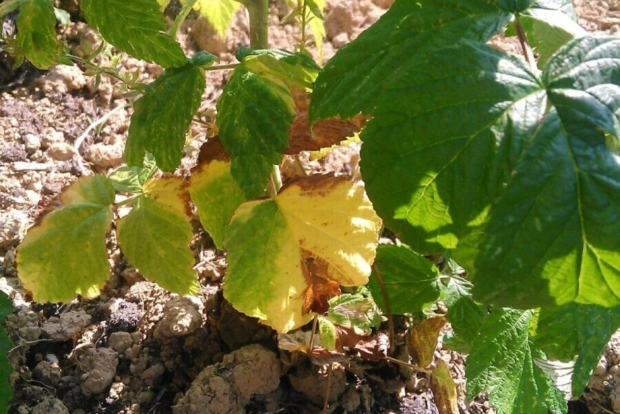 plamenjača maline