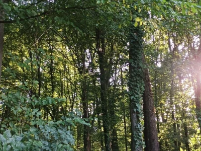 Planinarsko društvo "Čičak"