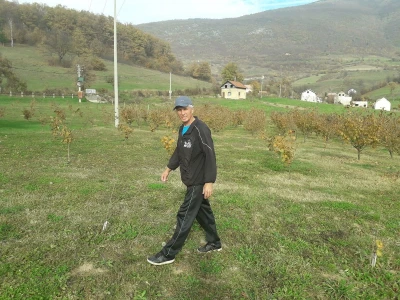 Plantaža lješnika porodice Milić prostire se na 8 dunuma