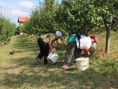 Plantaža šljiva Raifa Čolića