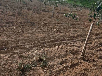 Plantaža šljiva Raifa Čolića - Mionica, Gradačac