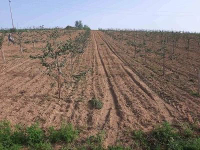 Plantaža šljiva Raifa Čolića - Mionica, Gradačac