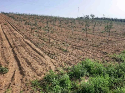Plantaža šljiva Raifa Čolića - Mionica, Gradačac