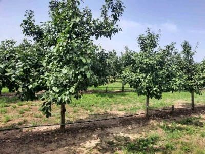 Plantaža šljiva Raifa Čolića - Mionica, Gradačac